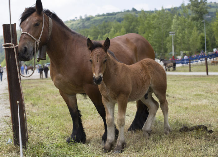 Bay or chestnut mare and foal