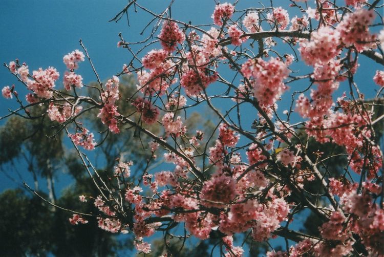 Low angle view of pink flowers blooming on tree