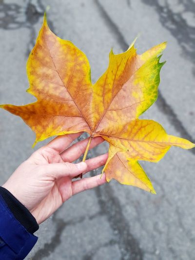 leaf