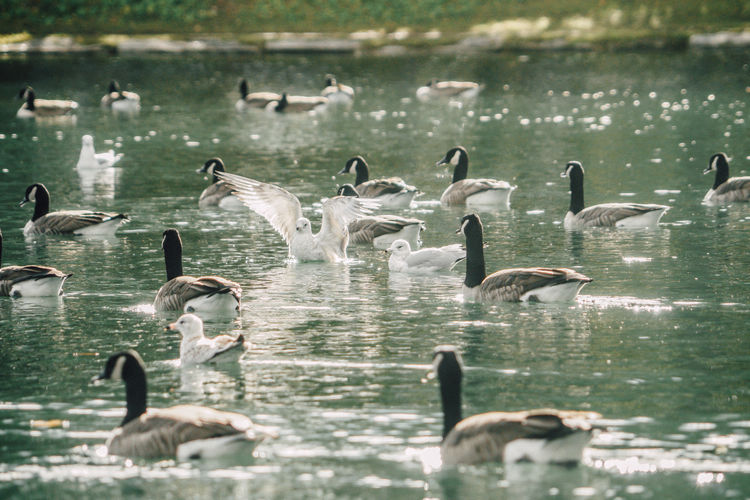 Birds swimming in lake