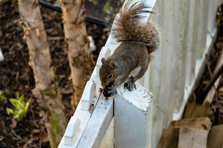 High angle view of squirrel on wooden post