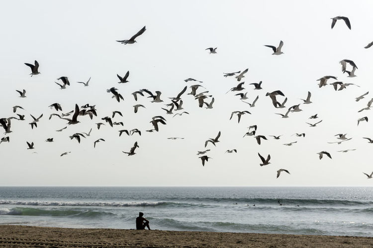 Flock of birds flying over beach