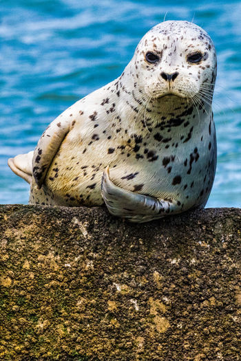 Close-up of harbor seal 