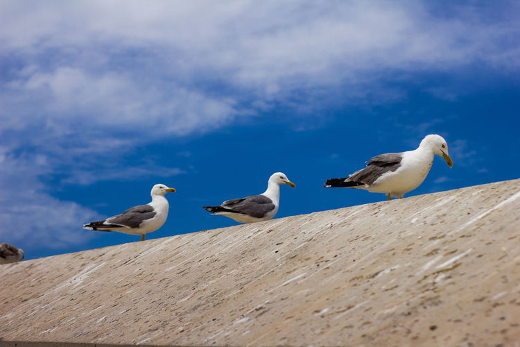 Low angle view of seagulls perching on wood against sky