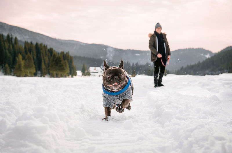 Front view of french bulldog dog running on snowy land against dog owner and mountain view