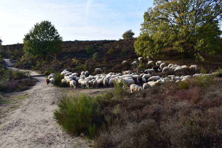 Flock of sheep in a farm
