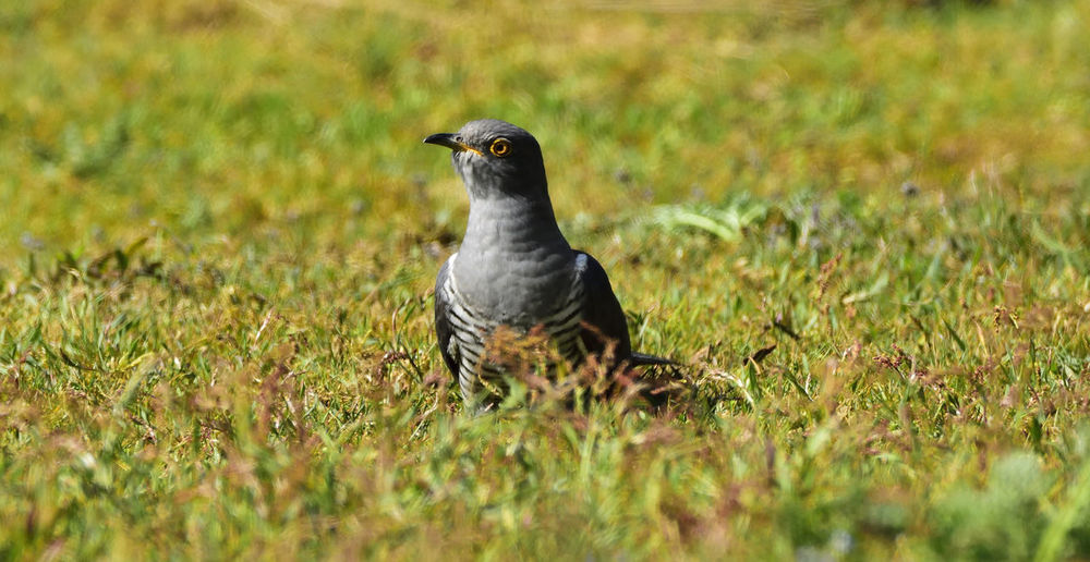 Close-up of bird perching on field