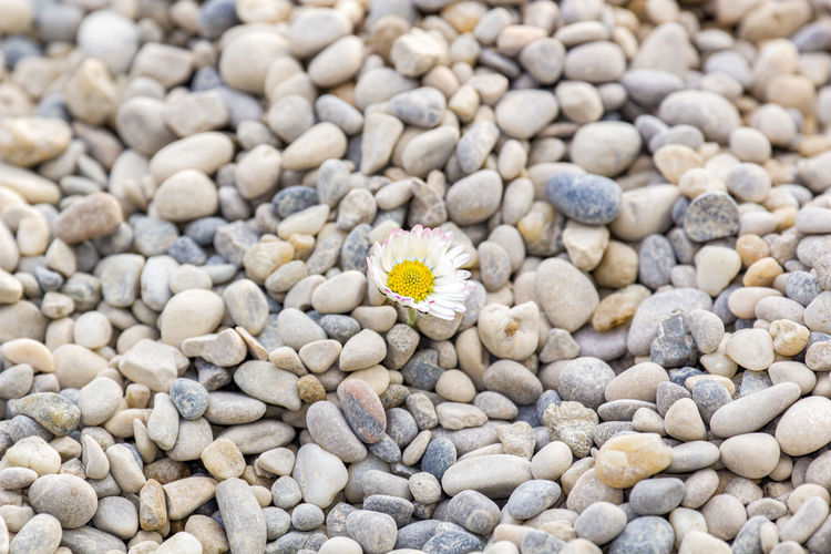 Daisy flower on pebble stone
