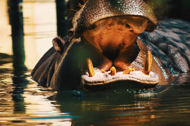 Close-up of a hippopotamus 