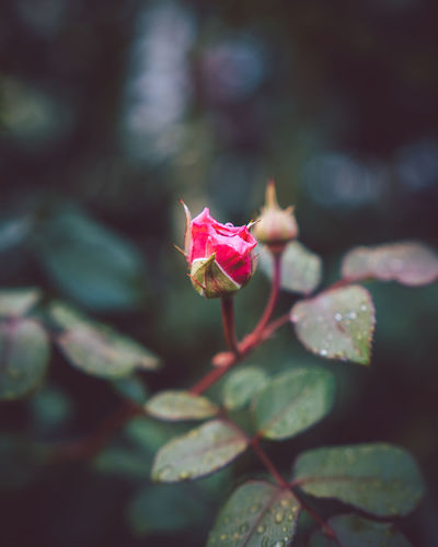 Close-up of pink rose