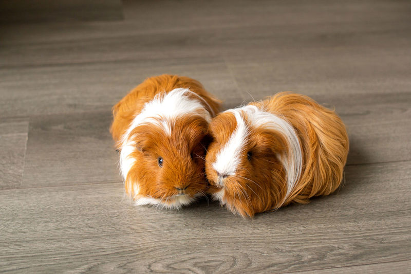 Two long-haired guinea pigs are sitting on the floor.