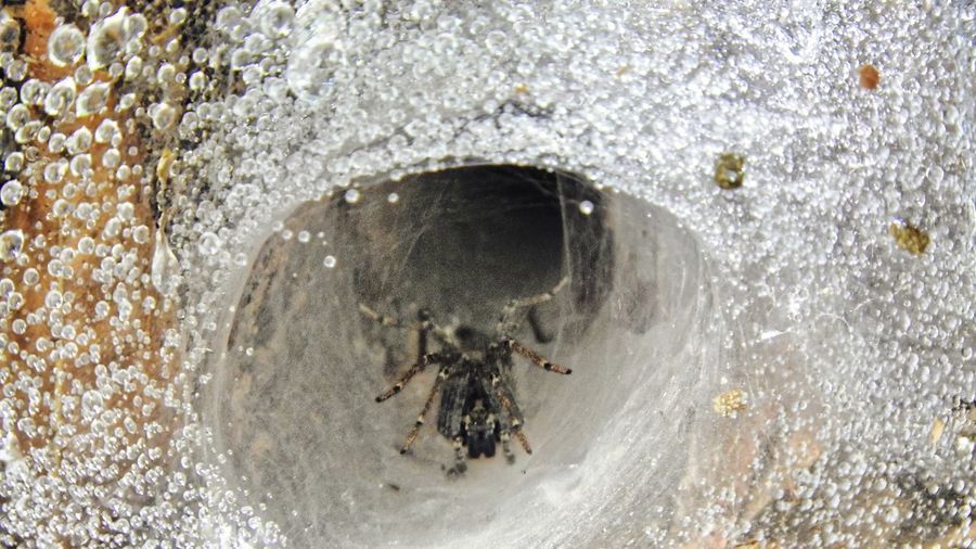 insect