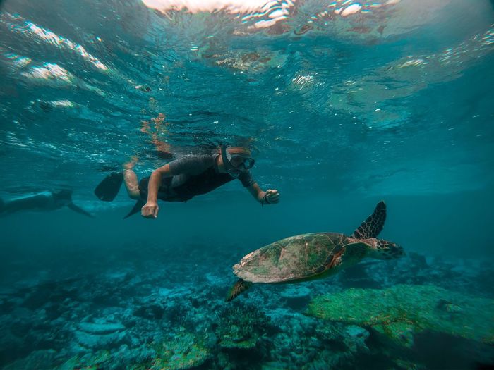 Man swimming by turtle undersea