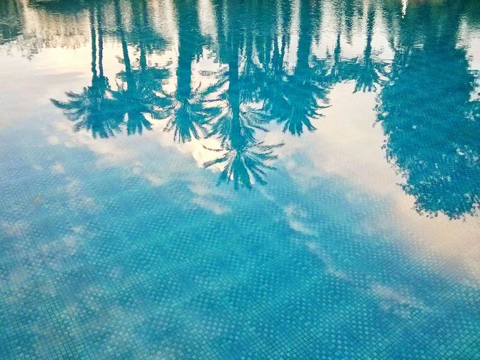 Reflection of palm trees in blue swimming pool