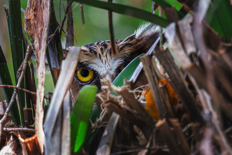 Close-up of owl peeking through plants