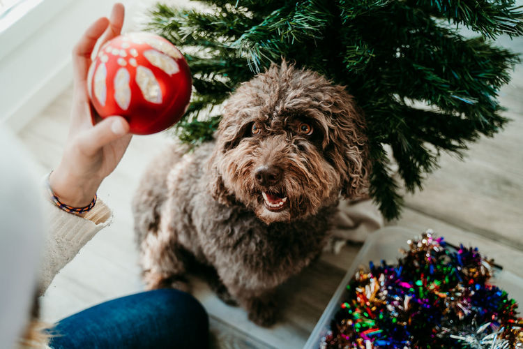 Midsection of person holding dog with christmas tree