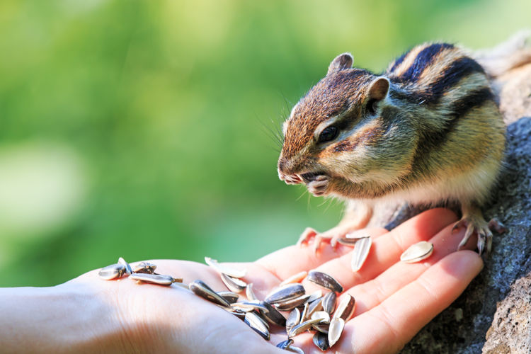Close-up of squirrel eating seeds off person's hand 