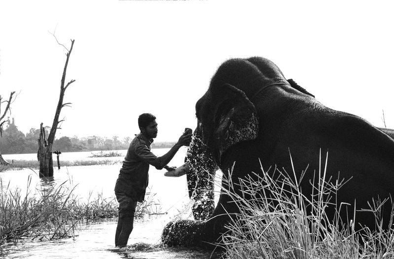 Man washing elephant in lake