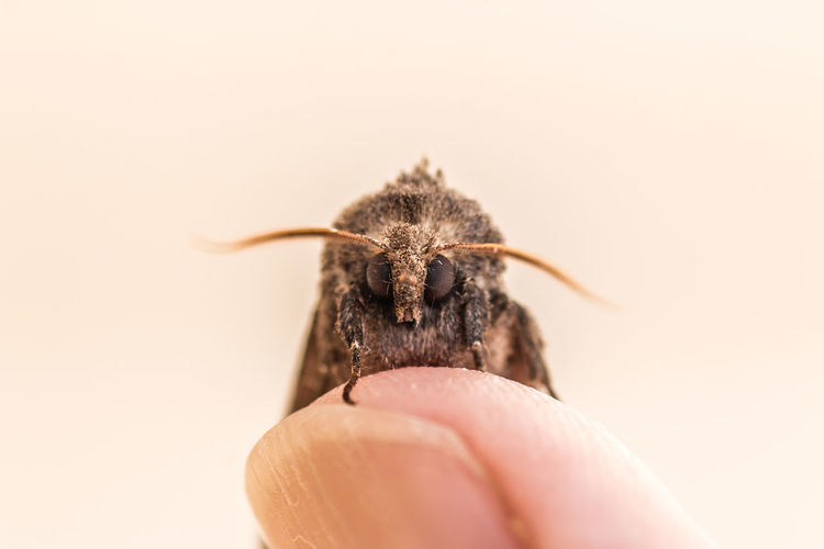 Cropped hand of person holding moth