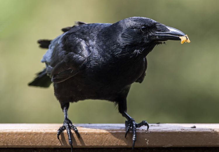 Large black bird comes to the backyard deck