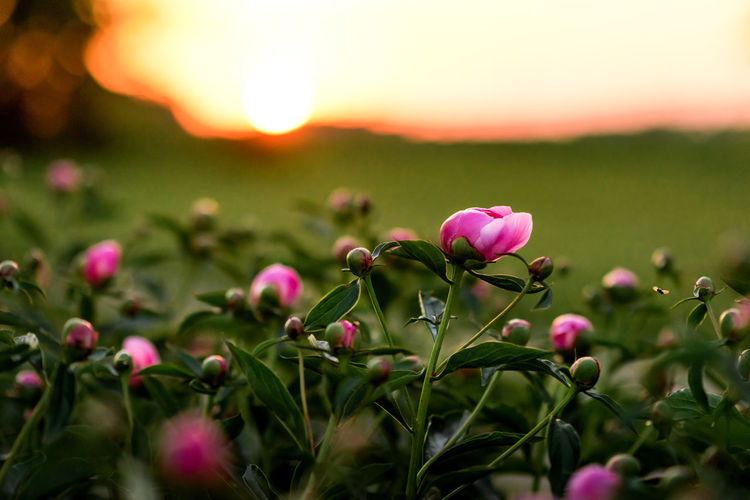 Blooming peonies in a flower garden during sunset