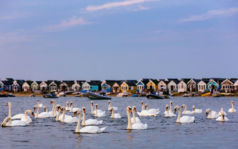 Swans at mudeford