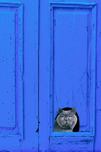Portrait of cat on blue door