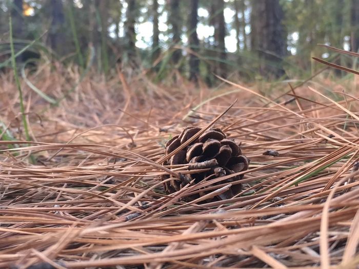 Close-up of a pine cone on a field