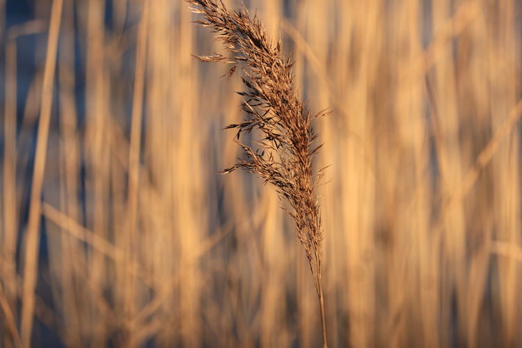 Close-up of wheat growing on field