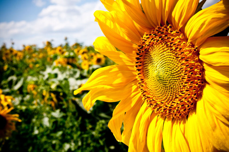 Close-up of sunflower