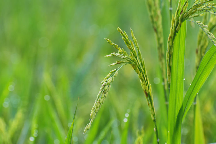 Close-up of crops growing on field