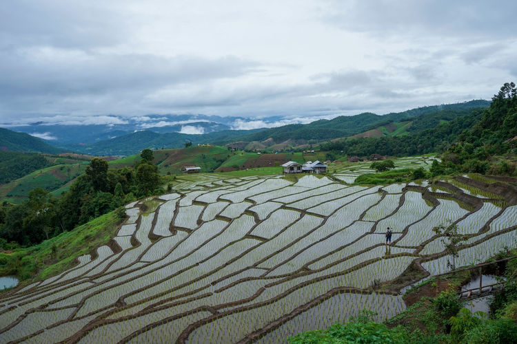 Scenic view of agricultural field against sky