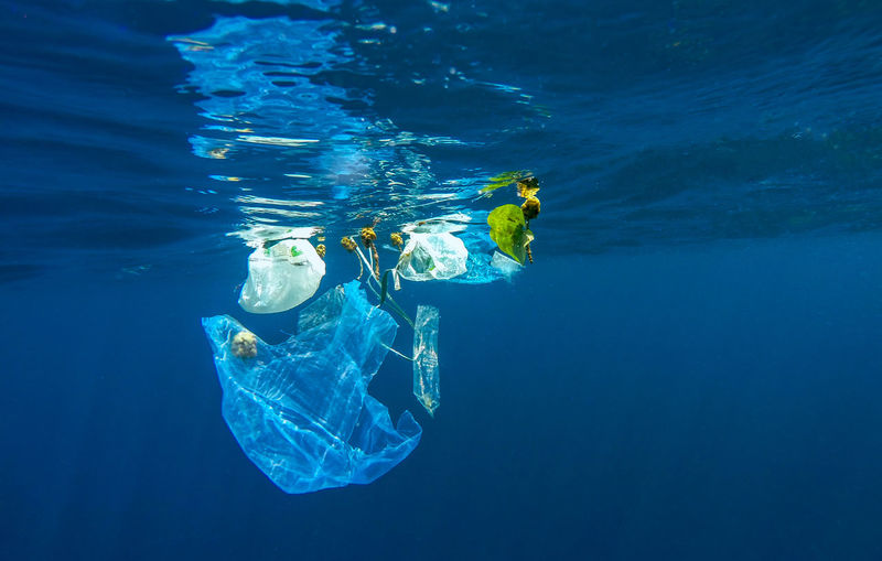 Plastic bags in water