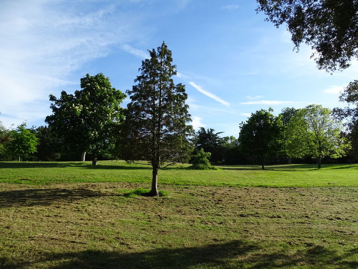 Trees in a public park - summer