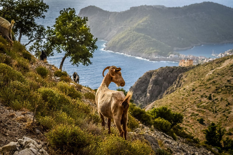 View of two horses on mountain