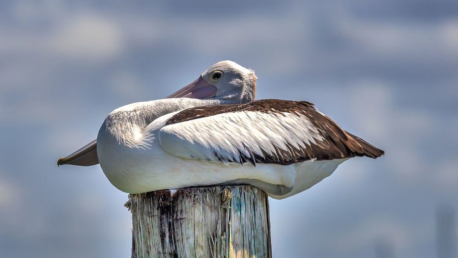 Close-up of pelican perching on wooden post
