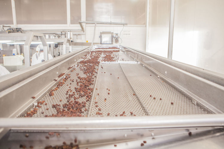 Automatic grape sorting on conveyor in workshop of winery