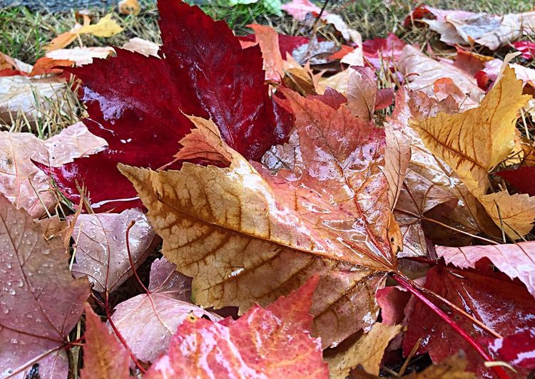 Full frame shot of wet dry leaves during autumn