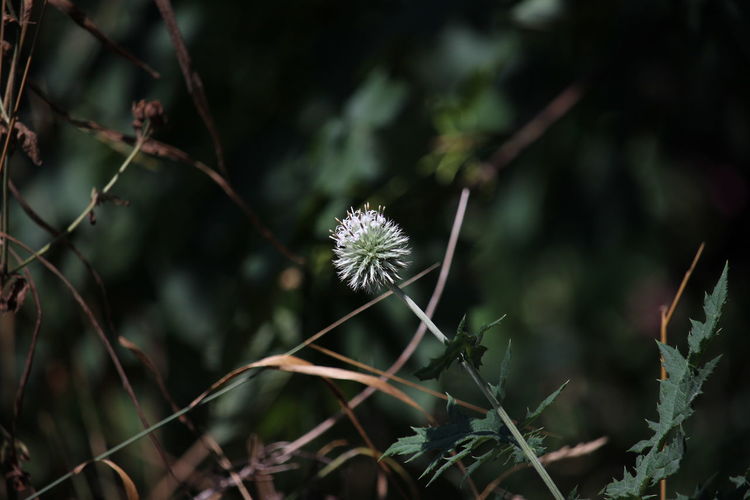 Close-up of flowering plant