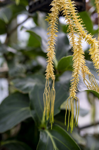 plant