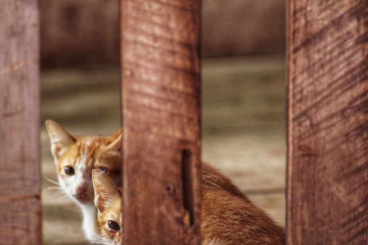 Close-up portrait of kittens by fence