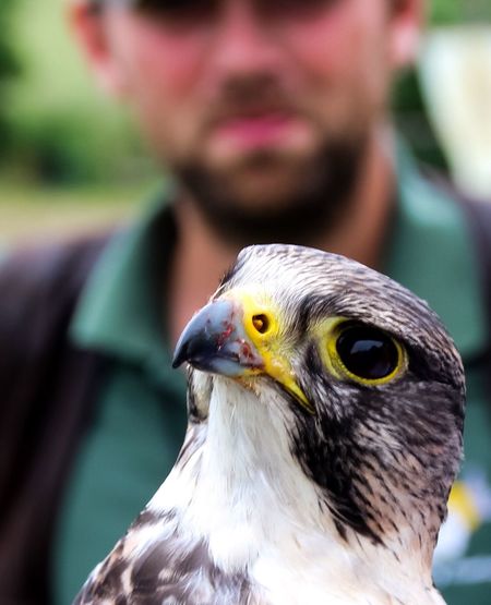 Close-up of falcon