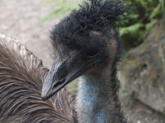 High angle view of emu