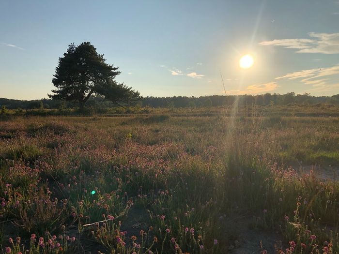Scenic view of grassy field against sky during sunset