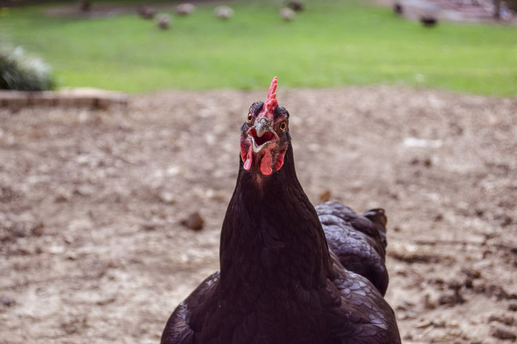 Close-up portrait of chicken on field