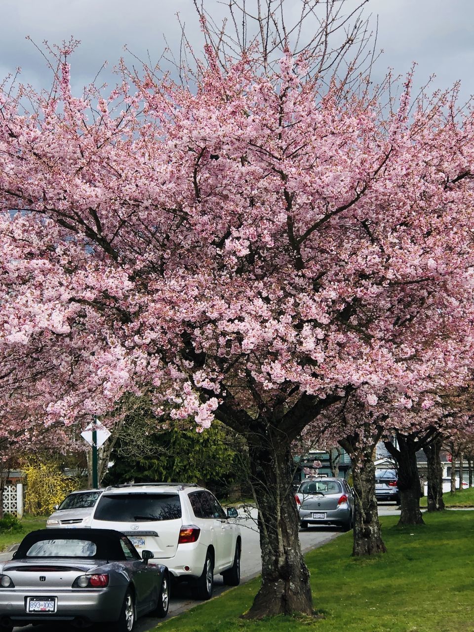 PINK CHERRY BLOSSOMS ON ROAD