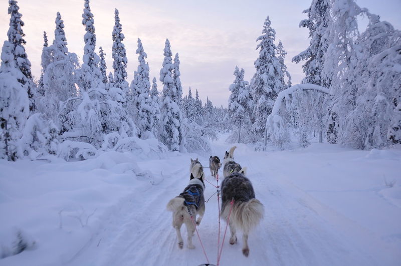 Dogs pulling sleigh on snowy field during winter
