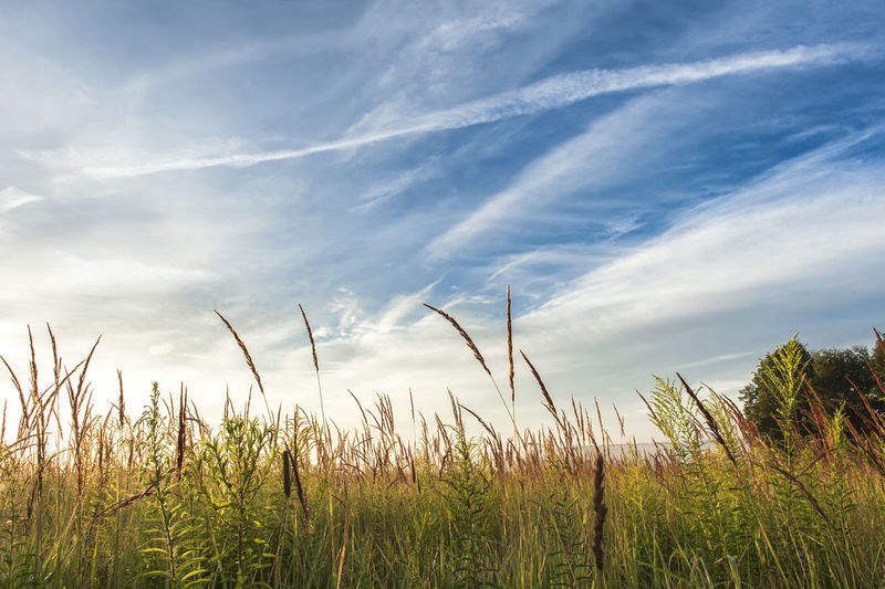 Low angle view of stalks in field against sky