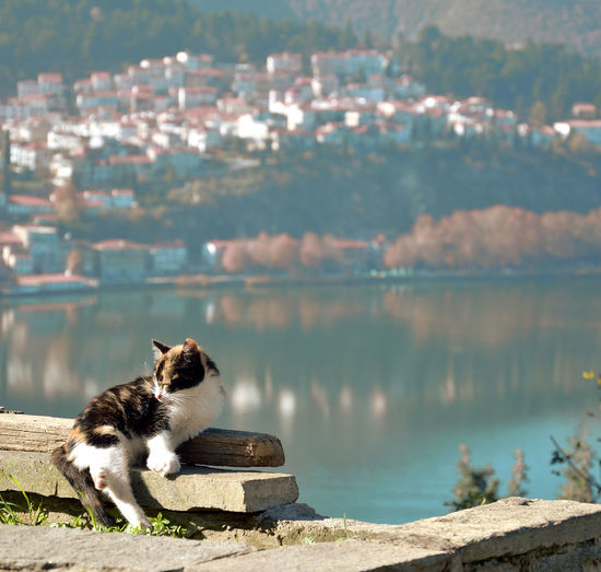 Kitty fall asleep up to  hill  prophet elias in kastoria  and the  town as background