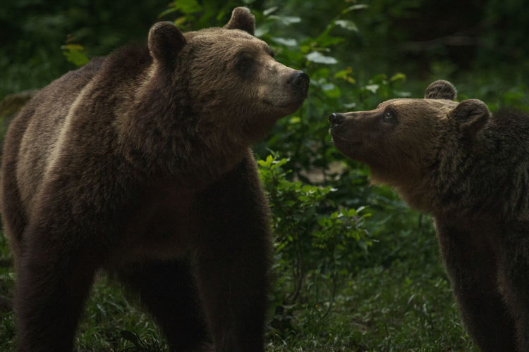 European brown bears in the wild forest.